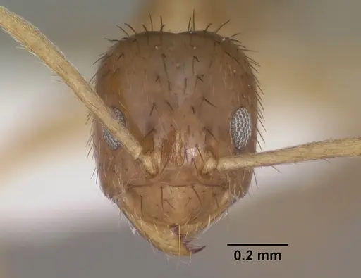 Nylanderia terricola - CASENT0102819