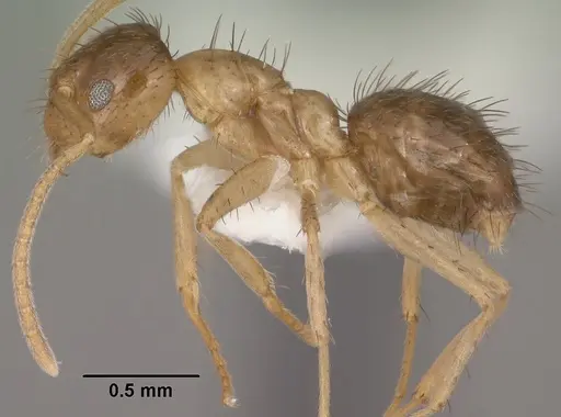 Nylanderia terricola - CASENT0102819