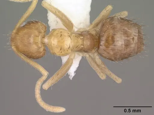 Nylanderia terricola - CASENT0102820