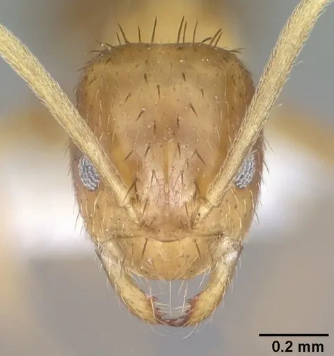 Nylanderia terricola - CASENT0102820