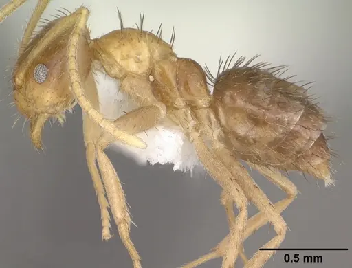 Nylanderia terricola - CASENT0102820