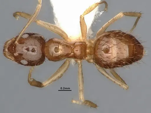 Nylanderia terricola - CASENT4031889