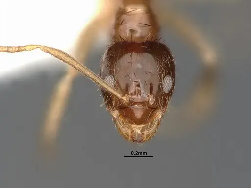 Nylanderia terricola - CASENT4031889