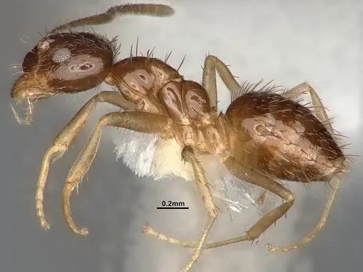 Nylanderia terricola - CASENT4031889