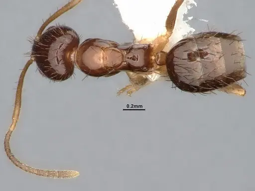 Nylanderia terricola - CASENT4032217