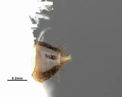 Nylanderia terricola - CASENT4032217