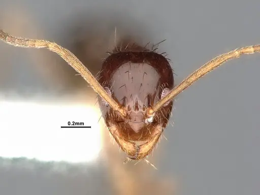 Nylanderia terricola - CASENT4032217