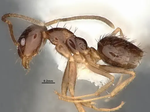 Nylanderia terricola - CASENT4032217