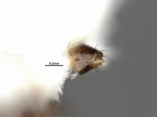 Nylanderia terricola - CASENT4032217