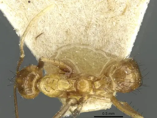 Nylanderia tjibodana specimen