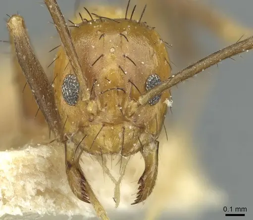 Nylanderia tjibodana specimen