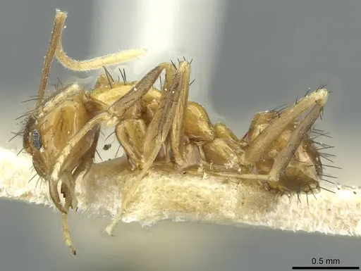 Nylanderia tjibodana specimen
