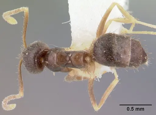 Nylanderia umbella specimen