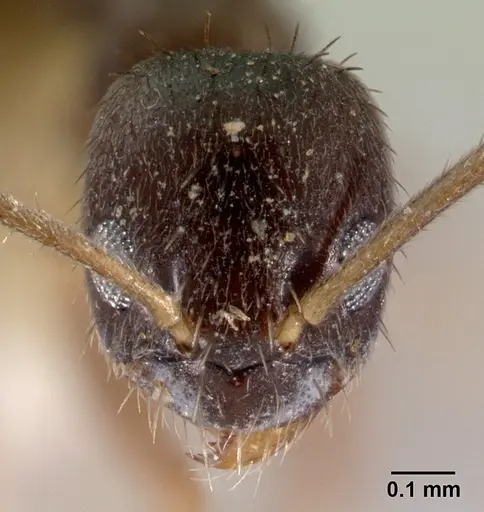 Nylanderia umbella specimen