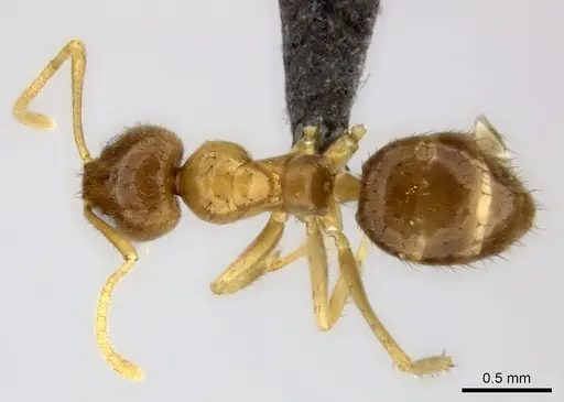 Nylanderia usambarica specimen