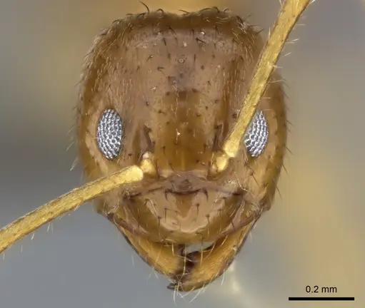 Nylanderia usambarica specimen
