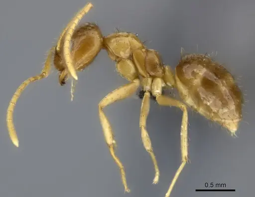 Nylanderia usambarica specimen