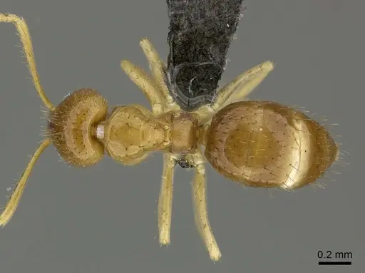 Nylanderia usambarica - CASENT0235449