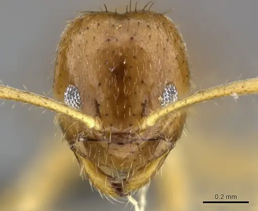 Nylanderia usambarica - CASENT0235449