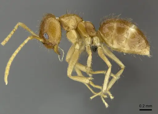 Nylanderia usambarica - CASENT0235449