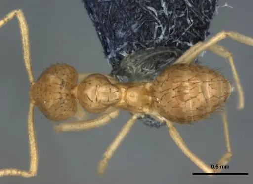 Nylanderia vitiensis specimen