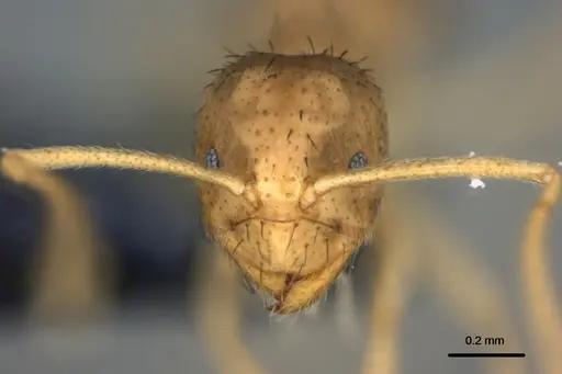 Nylanderia vitiensis specimen