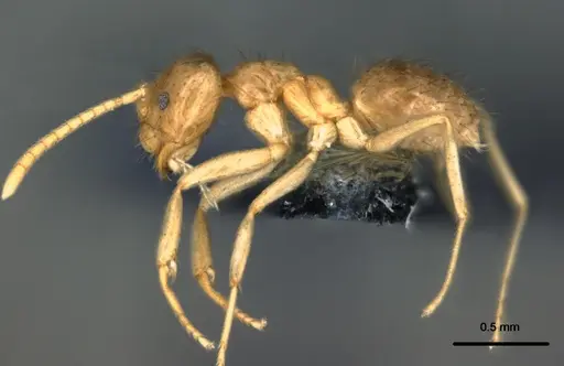 Nylanderia vitiensis specimen