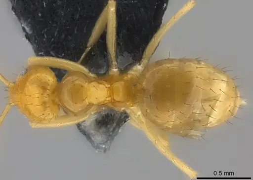 Nylanderia vitiensis - CASENT0181499