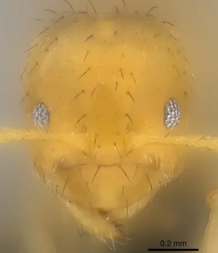 Nylanderia vitiensis - CASENT0181499