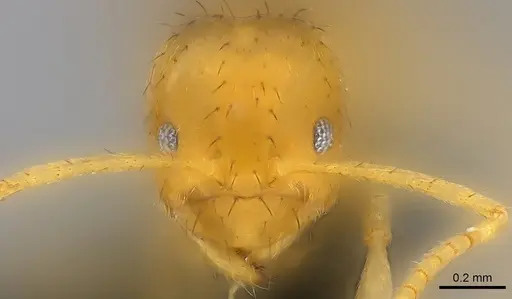 Nylanderia vitiensis - CASENT0181499