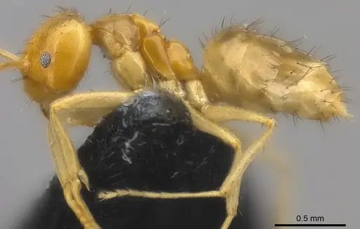 Nylanderia vitiensis - CASENT0181499