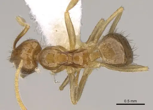 Nylanderia vitiensis - CASENT0281130