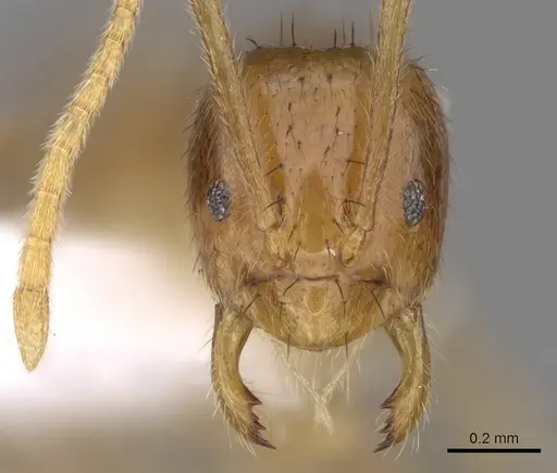 Nylanderia vitiensis - CASENT0281130