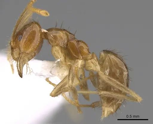 Nylanderia vitiensis - CASENT0281130