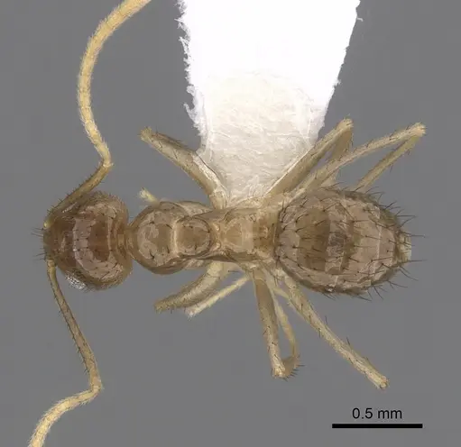 Nylanderia wardi specimen