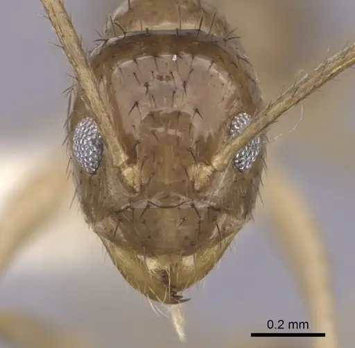 Nylanderia wardi specimen