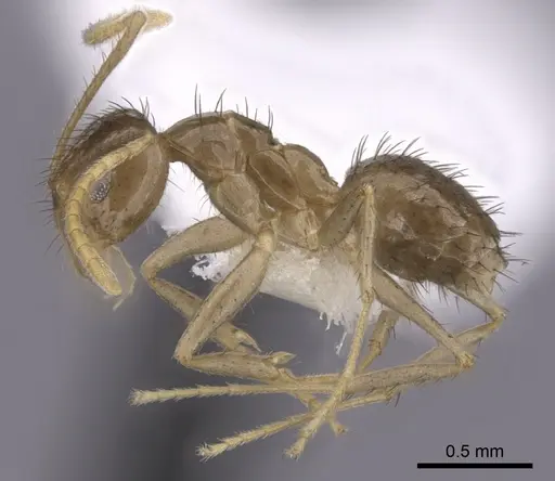 Nylanderia wardi specimen