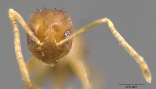 Nylanderia wojciki specimen