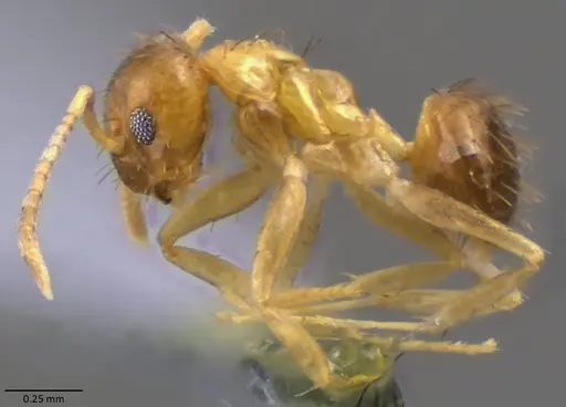 Nylanderia wojciki specimen