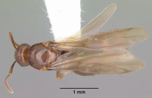 Nylanderia wojciki - CASENT0104265