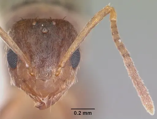 Nylanderia wojciki - CASENT0104265