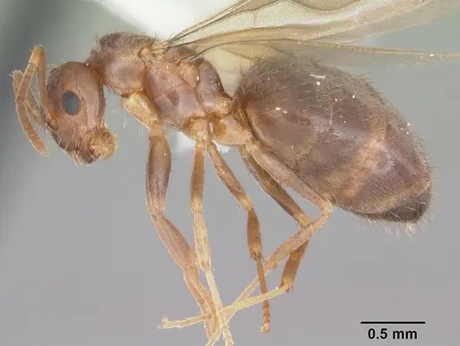 Nylanderia wojciki - CASENT0104265