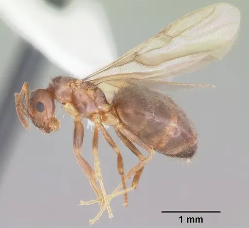 Nylanderia wojciki - CASENT0104265