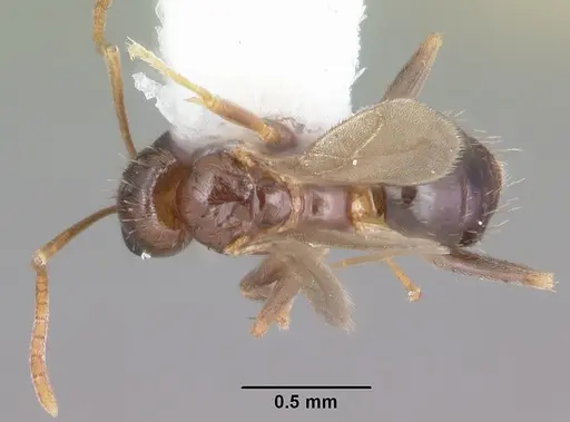 Nylanderia wojciki - CASENT0104266