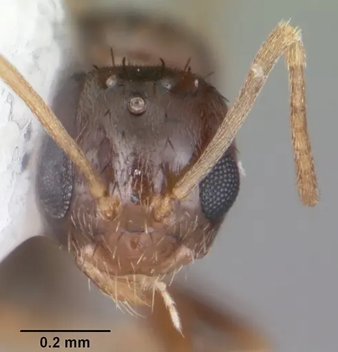 Nylanderia wojciki - CASENT0104266