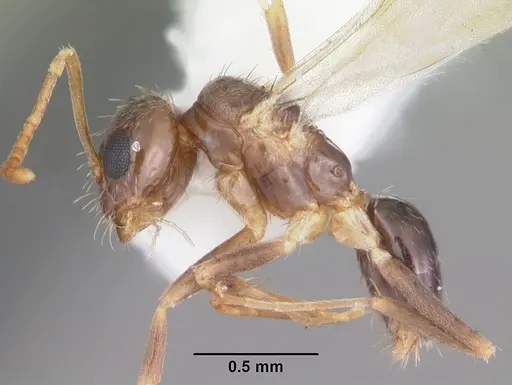 Nylanderia wojciki - CASENT0104266