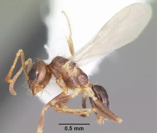 Nylanderia wojciki - CASENT0104266