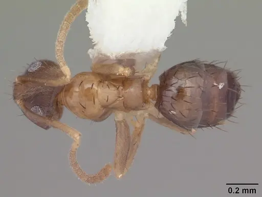 Nylanderia wojciki - CASENT0104268