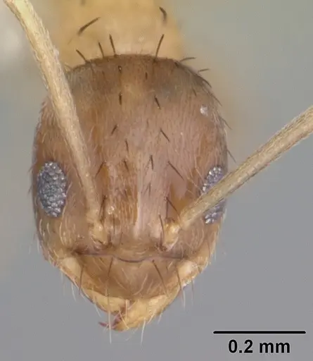 Nylanderia wojciki - CASENT0104268