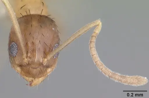 Nylanderia wojciki - CASENT0104268